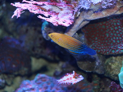 Anampses femininus Anampses femininus