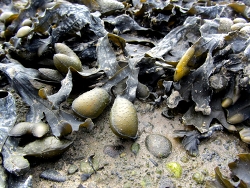 Fucus spiralis (c) Muelly , Bild aus der Nordsee Fucus spiralis (c) Muelly , Bild aus der Nordsee