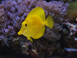 Zebrasoma flavescens  Zebrasoma flavescens