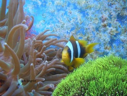 A.Latifasciatus Männchen mit Gelege A.Latifasciatus Männchen mit Gelege