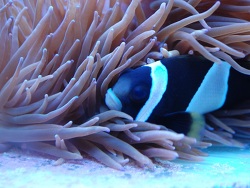 A.latezonatus A.latezonatus