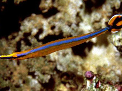 Copyright Richahrd Field, Saudi Arabia, Jeddah Copyright Richahrd Field, Saudi Arabia, Jeddah