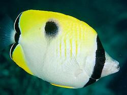 Copyright Jim HGreenfield, Foto aus Sulawesi Copyright Jim HGreenfield, Foto aus Sulawesi