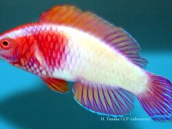 Copyright Hiroyuki Tanaka, Malediven Copyright Hiroyuki Tanaka, Malediven