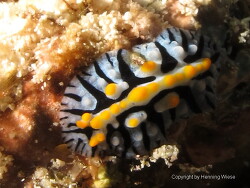 Phyllidia marindica; Aufnahme Malediven Phyllidia marindica; Aufnahme Malediven