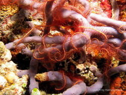 Ophiothrix purpurea; Aufnahme Malediven Ophiothrix purpurea; Aufnahme Malediven