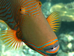 Balistapus undulatus; Aufnahme Malediven Balistapus undulatus; Aufnahme Malediven