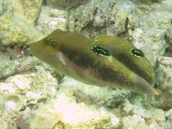 Canthigaster bennetti; Aufnahme Malediven Canthigaster bennetti; Aufnahme Malediven