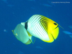 Chaetodon auriga; Aufnahme Malediven Chaetodon auriga; Aufnahme Malediven