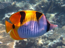 Chaetodon falcula; Aufnahme Malediven Chaetodon falcula; Aufnahme Malediven
