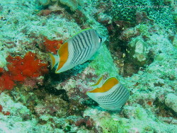 Chaetodon madagaskariensis; Aufnahme Malediven Chaetodon madagaskariensis; Aufnahme Malediven