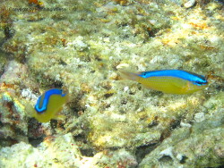 Chrysiptera brownriggii; Aufnahme Malediven Chrysiptera brownriggii; Aufnahme Malediven