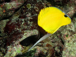 Forcipiger longirostris; Aufnahme Malediven Forcipiger longirostris; Aufnahme Malediven