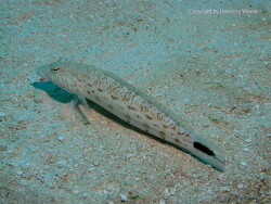 Parapercis hexophtalma; Aufnahme Malediven Parapercis hexophtalma; Aufnahme Malediven