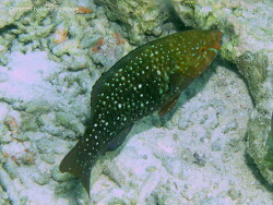 Scarus prasiognathos; Aufnahme Malediven Scarus prasiognathos; Aufnahme Malediven