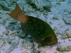 Scarus prasiognathos; Aufnahme Malediven Scarus prasiognathos; Aufnahme Malediven