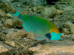 Scarus prasiognathos; Aufnahme Malediven Scarus prasiognathos; Aufnahme Malediven