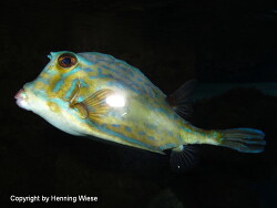 Lactoria fornasini; Aufnahme Zooli Basel Lactoria fornasini; Aufnahme Zooli Basel