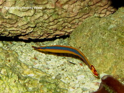 Doryrhamphus excisus abbreviatus; Aufnahme Zooli Basel Doryrhamphus excisus abbreviatus; Aufnahme Zooli Basel