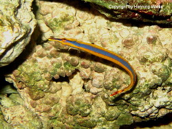 Doryrhamphus excisus abbreviatus; Aufnahme Zooli Basel Doryrhamphus excisus abbreviatus; Aufnahme Zooli Basel