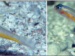 Zwei Exemplare von Antilligobius nikkiae fotografiert in Puerto Rico in einer Tiefe von 90 m (295 ft). (c) by Dr.  P. Collins  Zwei Exemplare von Antilligobius nikkiae fotografiert in Puerto Rico in einer Tiefe von 90 m (295 ft). (c) by Dr.  P. Collins