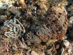 Copyright Phillippe Bourjon, Réunion Copyright Phillippe Bourjon, Réunion