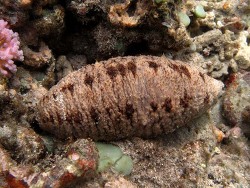 Copyright Phillippe Bourjon, Réunion Copyright Phillippe Bourjon, Réunion