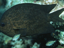 Copyright J.E.Randall, Foto aus Indonesien Copyright J.E.Randall, Foto aus Indonesien