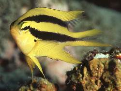 Copyright J.E.Randall, Foto aus Australien, Lizard Island,    Copyright J.E.Randall, Foto aus Australien, Lizard Island,