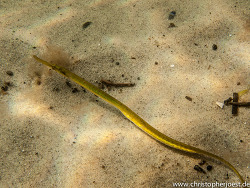 Syngnathus typhle Grasnadel Männchen, Ostsee, Copyright by Christopher Joest Syngnathus typhle Grasnadel Männchen, Ostsee, Copyright by Christopher Joest