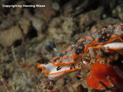 Dermatobranchus ornatus; Aufnahme Rajat Ampat Dermatobranchus ornatus; Aufnahme Rajat Ampat