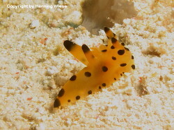 Thecacera sp.01; Aufnahme Rajat Ampat Thecacera sp.01; Aufnahme Rajat Ampat