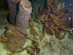 Panulirus argus (c) by Ulrike Kadlec Panulirus argus (c) by Ulrike Kadlec