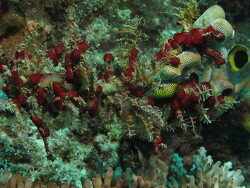 Didemnum sp. Copyright Henning Wiese Didemnum sp. Copyright Henning Wiese