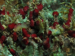 Didemnum sp. Copyright Henning Wiese Didemnum sp. Copyright Henning Wiese