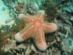 Choriaster granulatus Copyright Henning Wiese Choriaster granulatus Copyright Henning Wiese