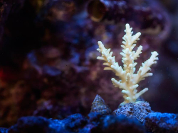 Acropora Carduus Acropora Carduus