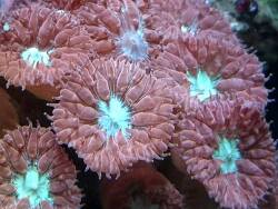 Blastomussa merletti Blastomussa merletti