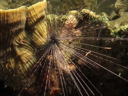 Diadema savignyi Copyright Henning Wiese Diadema savignyi Copyright Henning Wiese