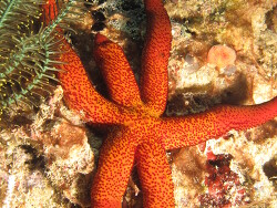 Austrofromia polypor Copyright Henning Wiese Austrofromia polypor Copyright Henning Wiese