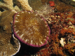 Fungia concinna Copyright Henning Wiese Fungia concinna Copyright Henning Wiese