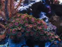 Zoanthus -Watermelon Copyright Muelly Zoanthus -Watermelon Copyright Muelly