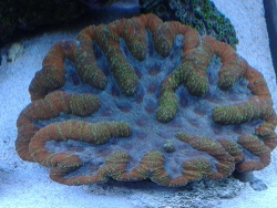 Symphyllia  Symphyllia