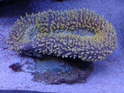 Lobophyllia  Lobophyllia