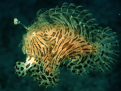 Coypright J.E.Randall, Foto aus Papua Neuguinea Coypright J.E.Randall, Foto aus Papua Neuguinea