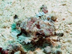 Eurypegasus draconis Copyright Henning Wiese Eurypegasus draconis Copyright Henning Wiese