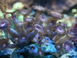 Palythoa  Palythoa