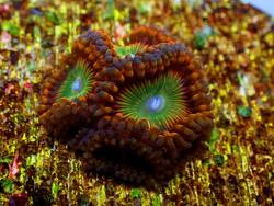 Bowser Zoa (c) by Korallenzucht Karlsruhe Bowser Zoa (c) by Korallenzucht Karlsruhe
