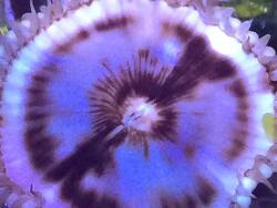 Palythoa grandis (c) by Simone Chand Palythoa grandis (c) by Simone Chand