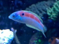 Macropharyngodon viviennae Macropharyngodon viviennae